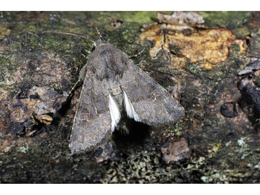 Bild Nr.09650 zum Vergrößern klicken Bild Nr.09650