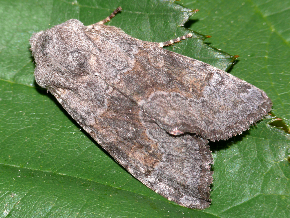 Bild Nr.09650 zum Vergrößern klicken Bild Nr.09650