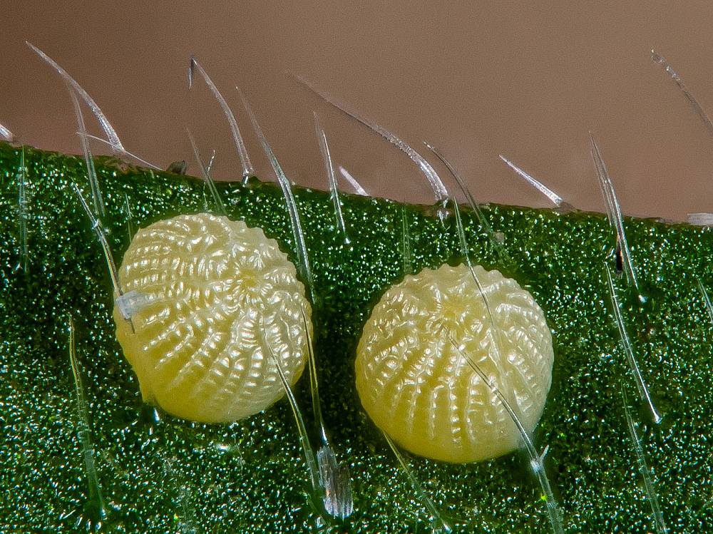 Bild Nr.09650 zum Vergrößern klicken Bild Nr.09650