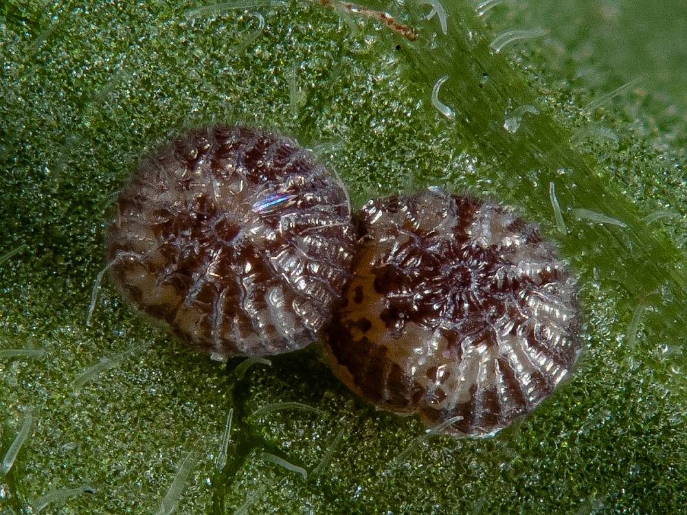 Bild Nr.09650 zum Vergrößern klicken Bild Nr.09650