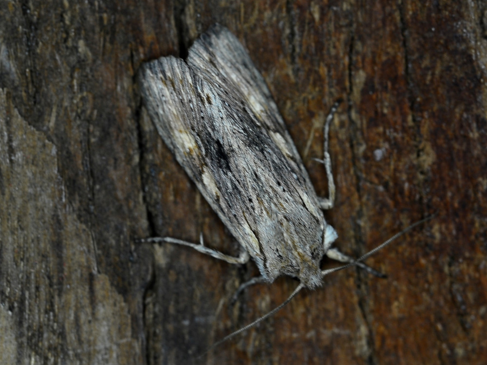 Bild Nr.09658 zum Vergrößern klicken Bild Nr.09658