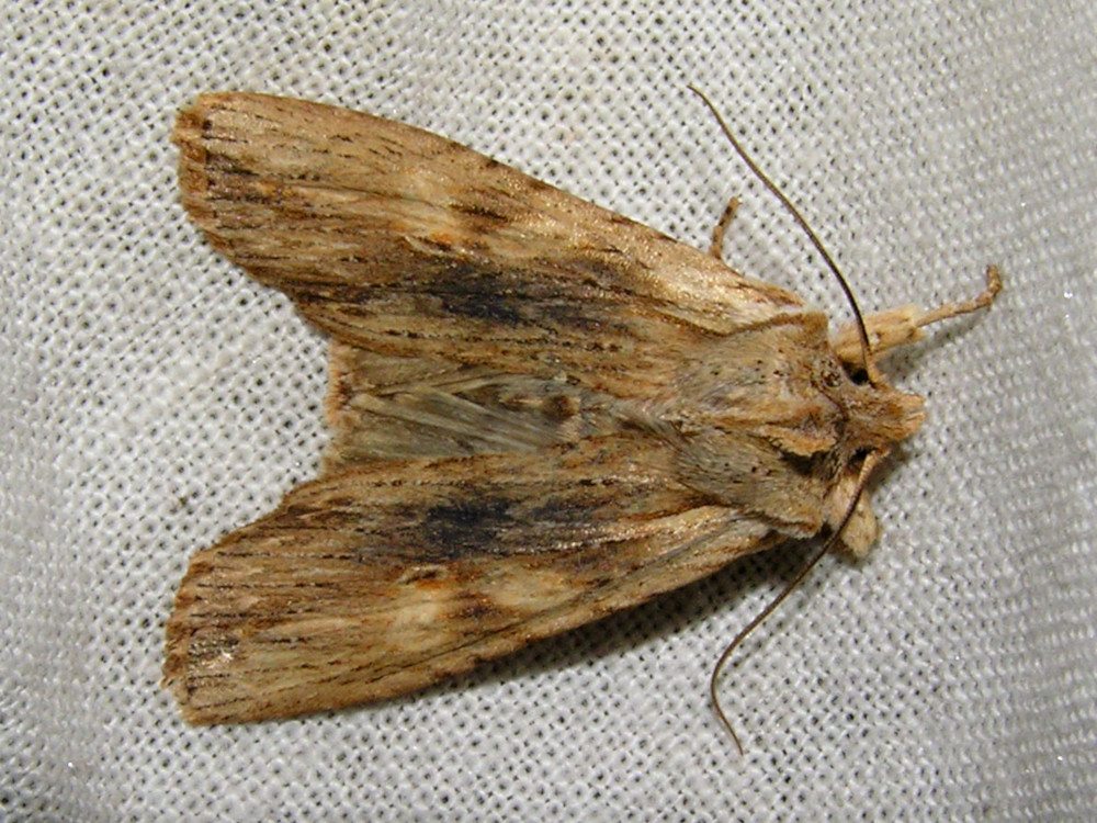 Bild Nr.09658 zum Vergrößern klicken Bild Nr.09658