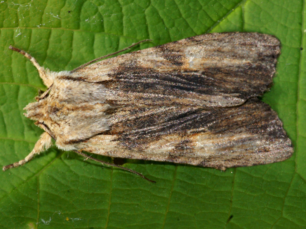 Bild Nr.09658 zum Vergrößern klicken Bild Nr.09658