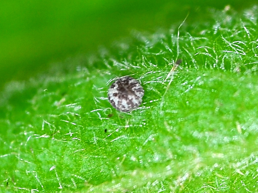 Bild Nr.09658 zum Vergrößern klicken Bild Nr.09658