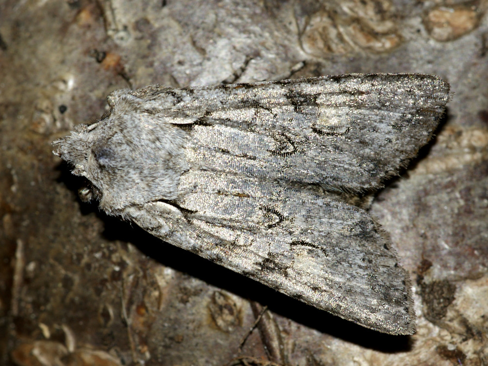 Bild Nr.09660 zum Vergrößern klicken Bild Nr.09660