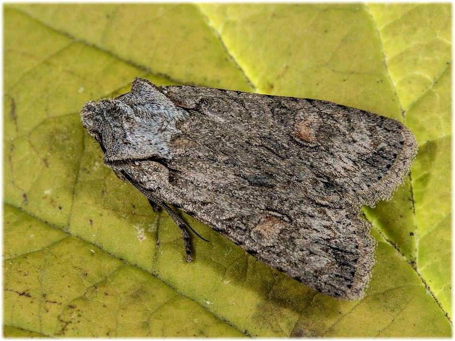 Bild Nr.09660 zum Vergrößern klicken Bild Nr.09660