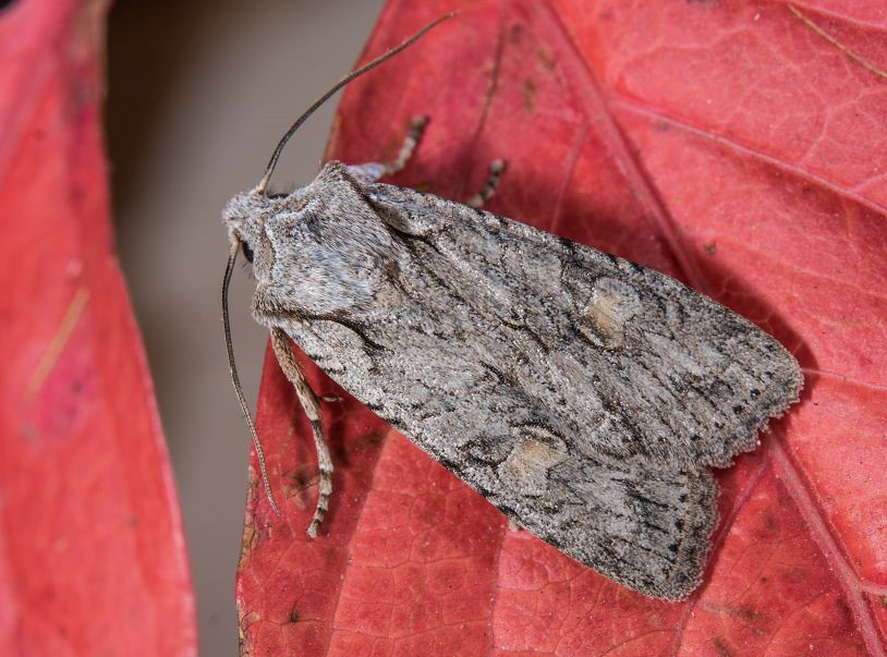 Bild Nr.09660 zum Vergrößern klicken Bild Nr.09660