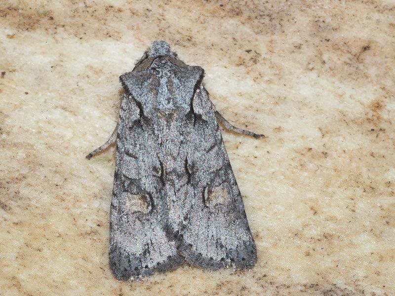 Bild Nr.09660 zum Vergrößern klicken Bild Nr.09660