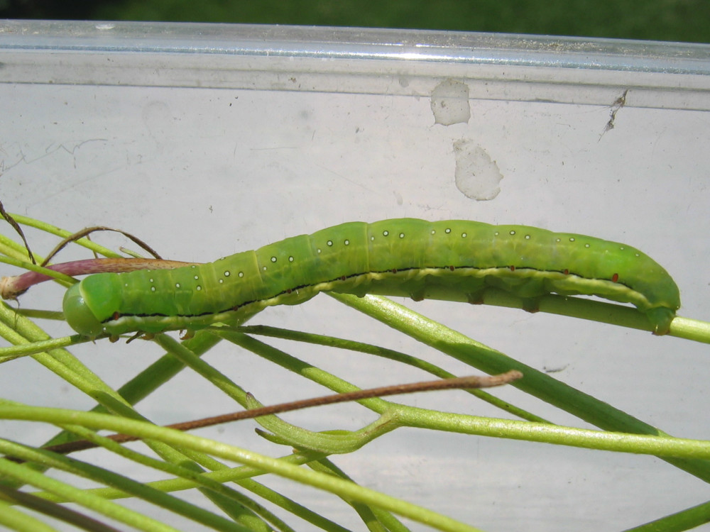 Bild Nr.09670 zum Vergrößern klicken Bild Nr.09670