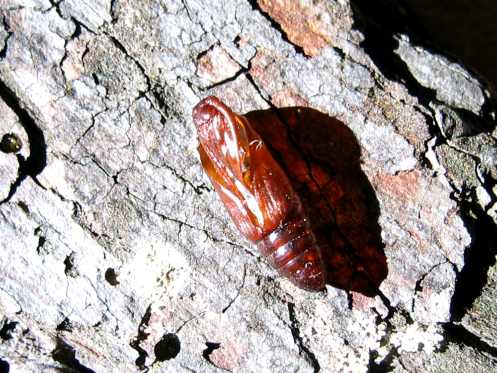 Bild Nr.09670 zum Vergrößern klicken Bild Nr.09670