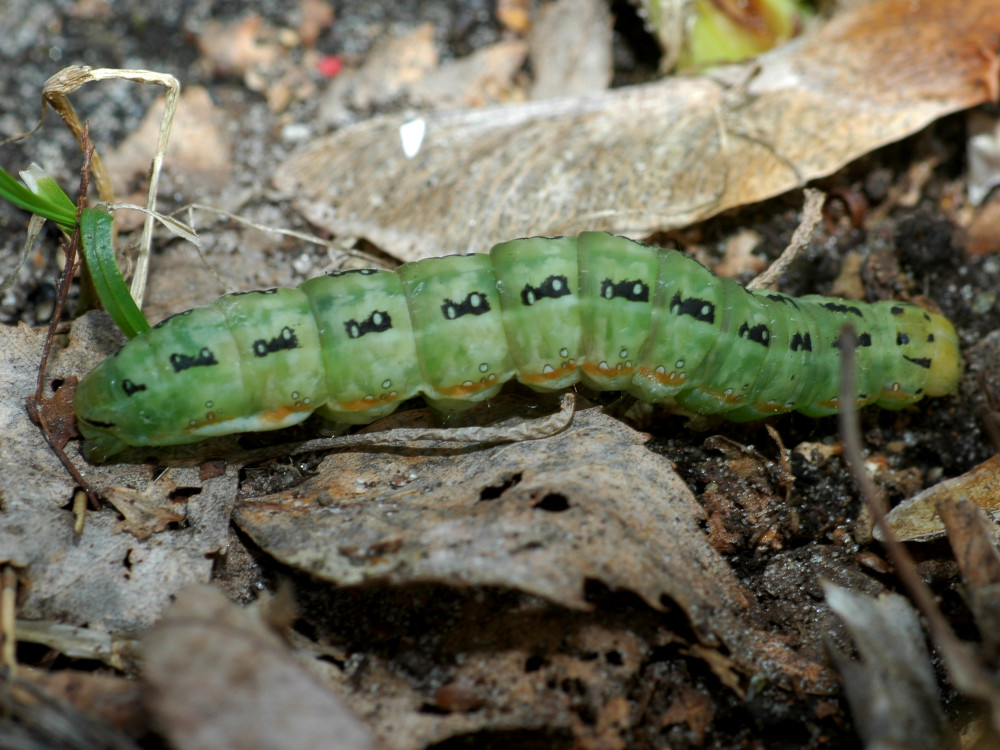 Bild Nr.09671 zum Vergrößern klicken Bild Nr.09671