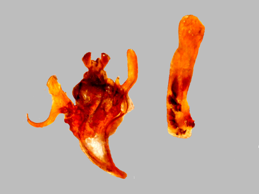 Bild Nr.09682 zum Vergrößern klicken Bild Nr.09682