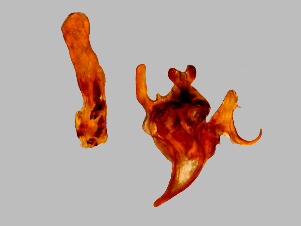 Bild Nr.09682 zum Vergrößern klicken Bild Nr.09682