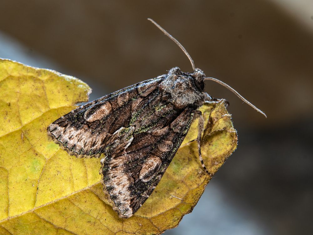 Bild Nr.09682 zum Vergrößern klicken Bild Nr.09682