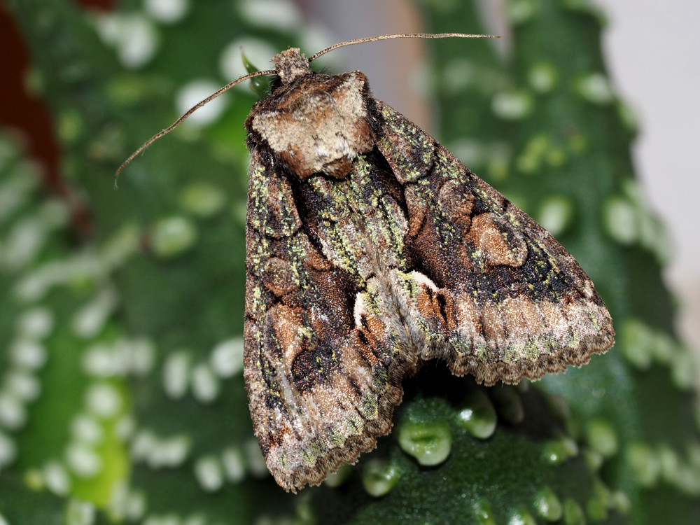 Bild Nr.09682 zum Vergrößern klicken Bild Nr.09682