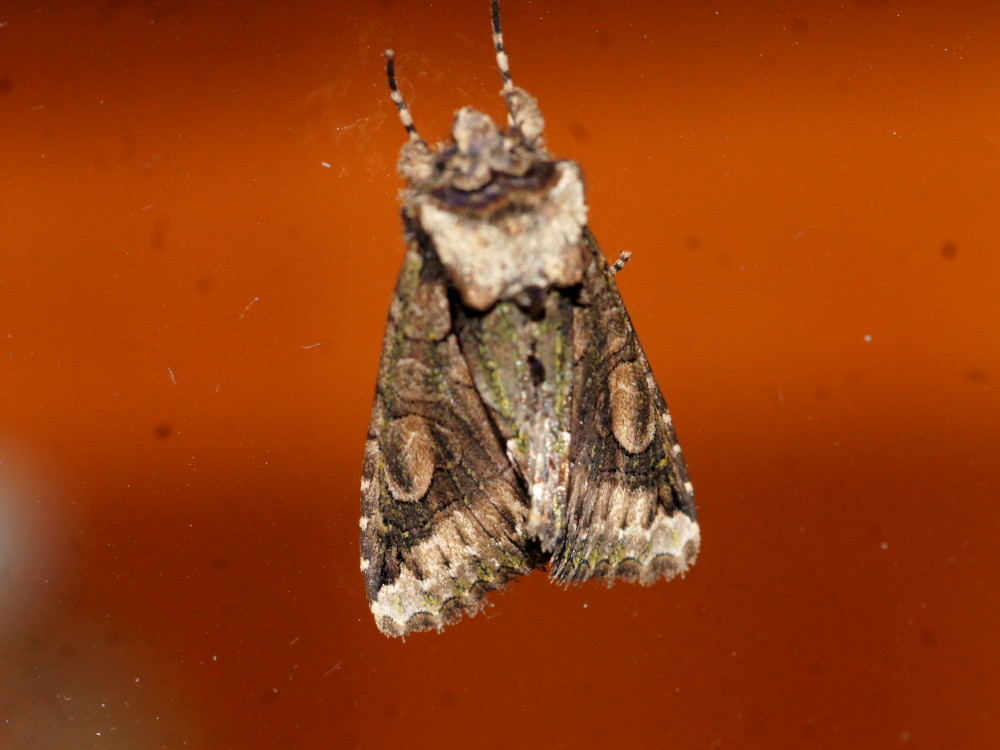 Bild Nr.09682 zum Vergrößern klicken Bild Nr.09682