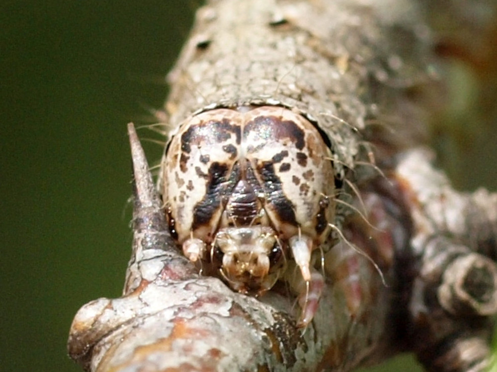 Bild Nr.09682 zum Vergrößern klicken Bild Nr.09682