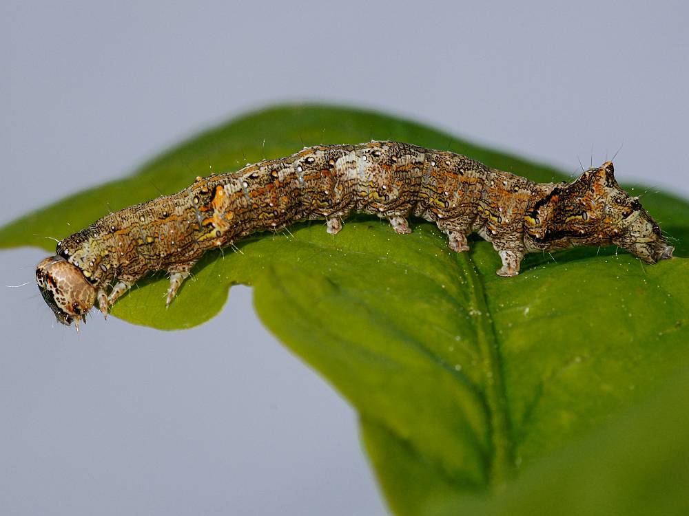 Bild Nr.09682 zum Vergrößern klicken Bild Nr.09682