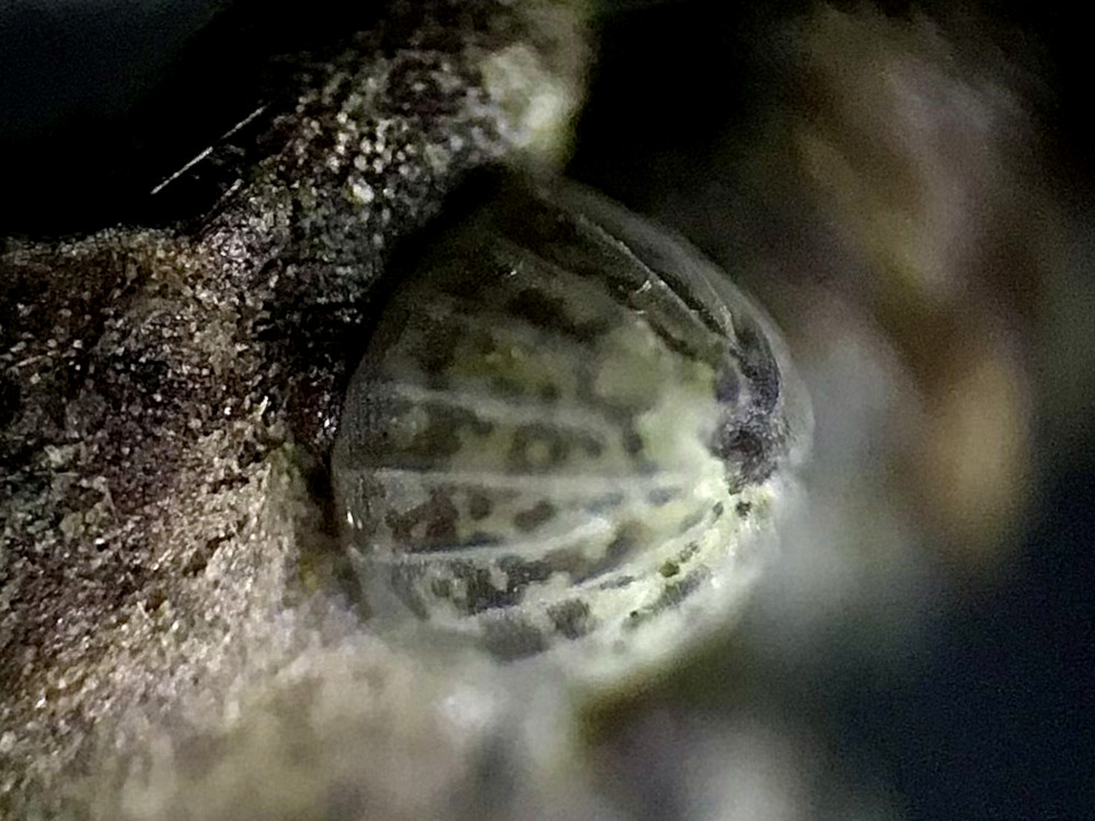 Bild Nr.09682 zum Vergrößern klicken Bild Nr.09682