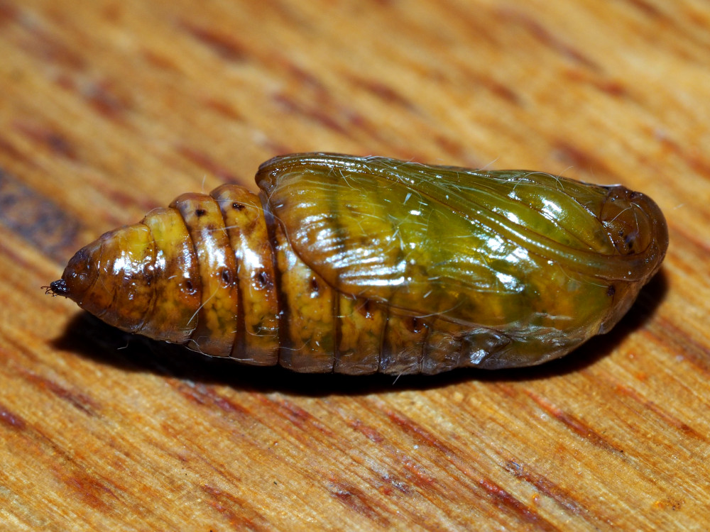 Bild Nr.09682 zum Vergrößern klicken Bild Nr.09682