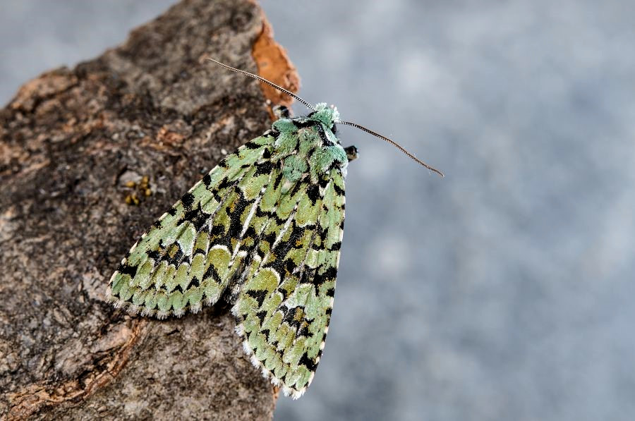 Bild Nr.09694 zum Vergrößern klicken Bild Nr.09694