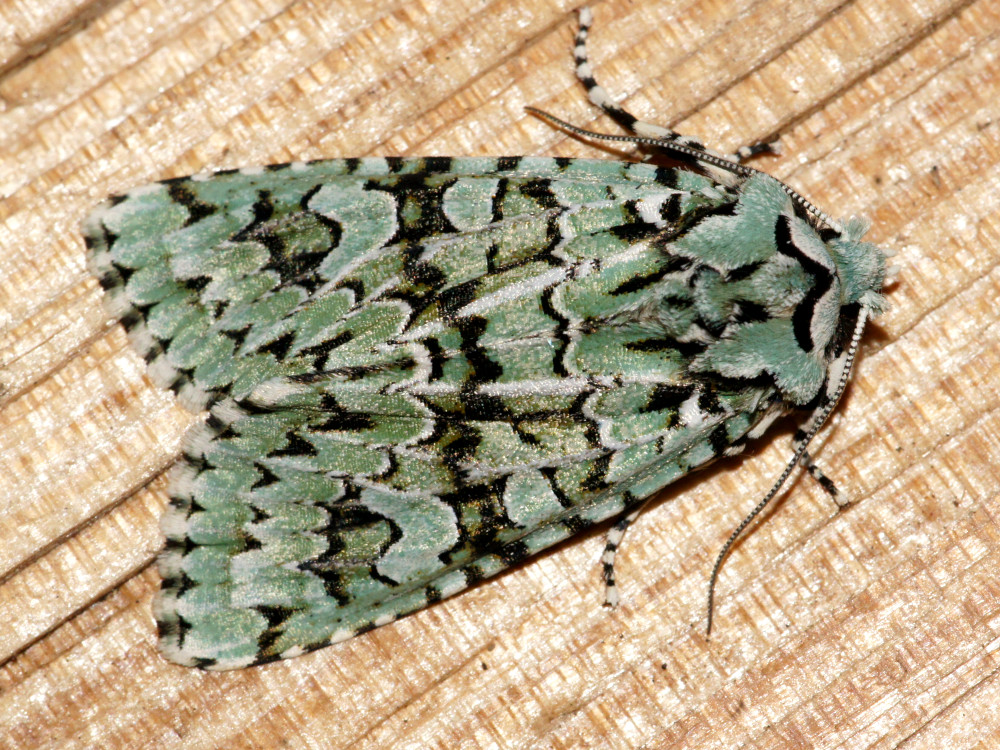 Bild Nr.09694 zum Vergrößern klicken Bild Nr.09694