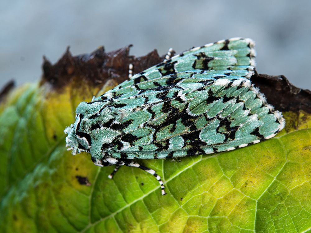 Bild Nr.09694 zum Vergrößern klicken Bild Nr.09694