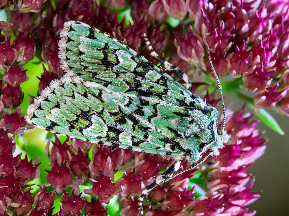 Bild Nr.09694 zum Vergrößern klicken Bild Nr.09694