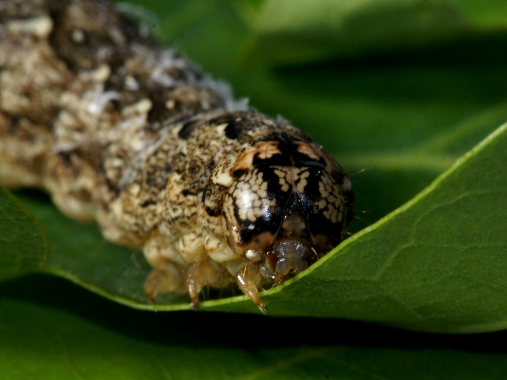 Bild Nr.09694 zum Vergrößern klicken Bild Nr.09694