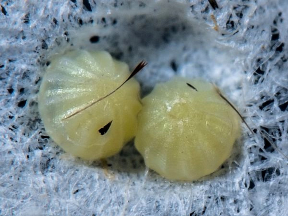 Bild Nr.09694 zum Vergrößern klicken Bild Nr.09694