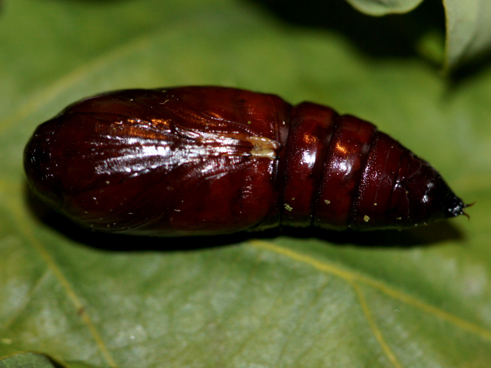 Bild Nr.09694 zum Vergrößern klicken Bild Nr.09694