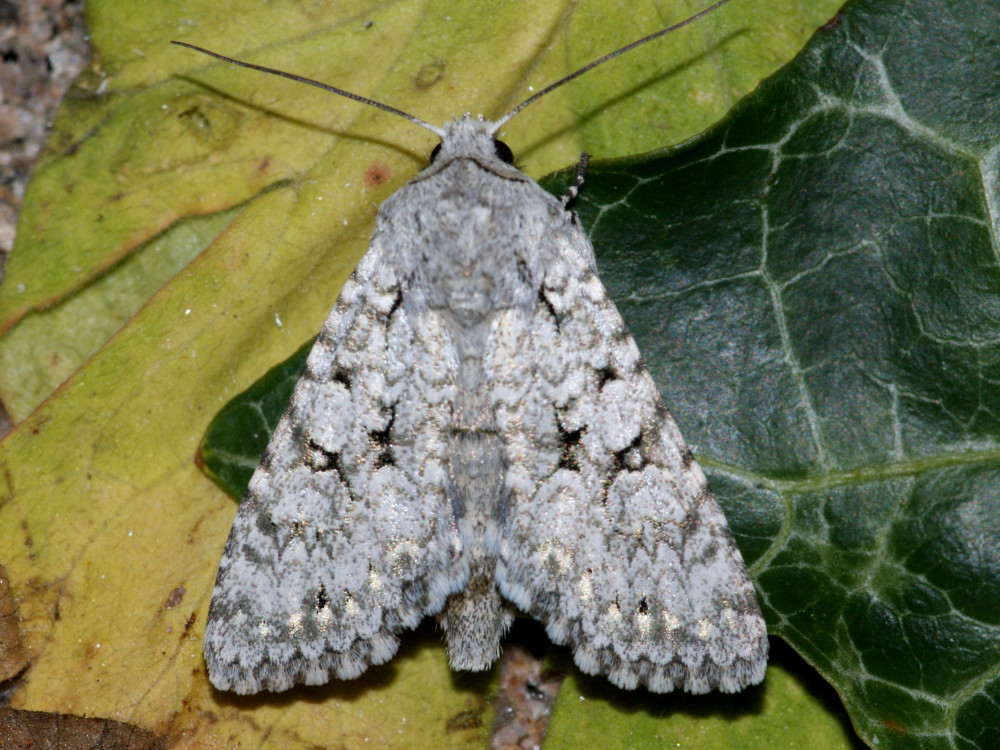 Bild Nr.09706 zum Vergrößern klicken Bild Nr.09706