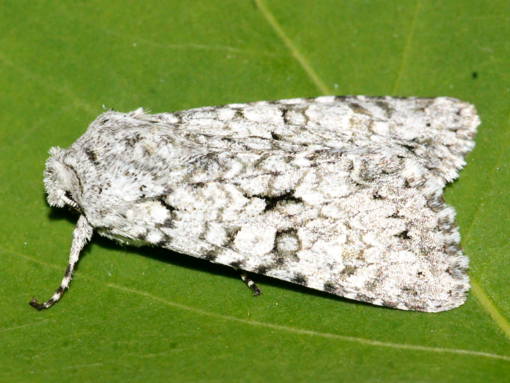 Bild Nr.09706 zum Vergrößern klicken Bild Nr.09706