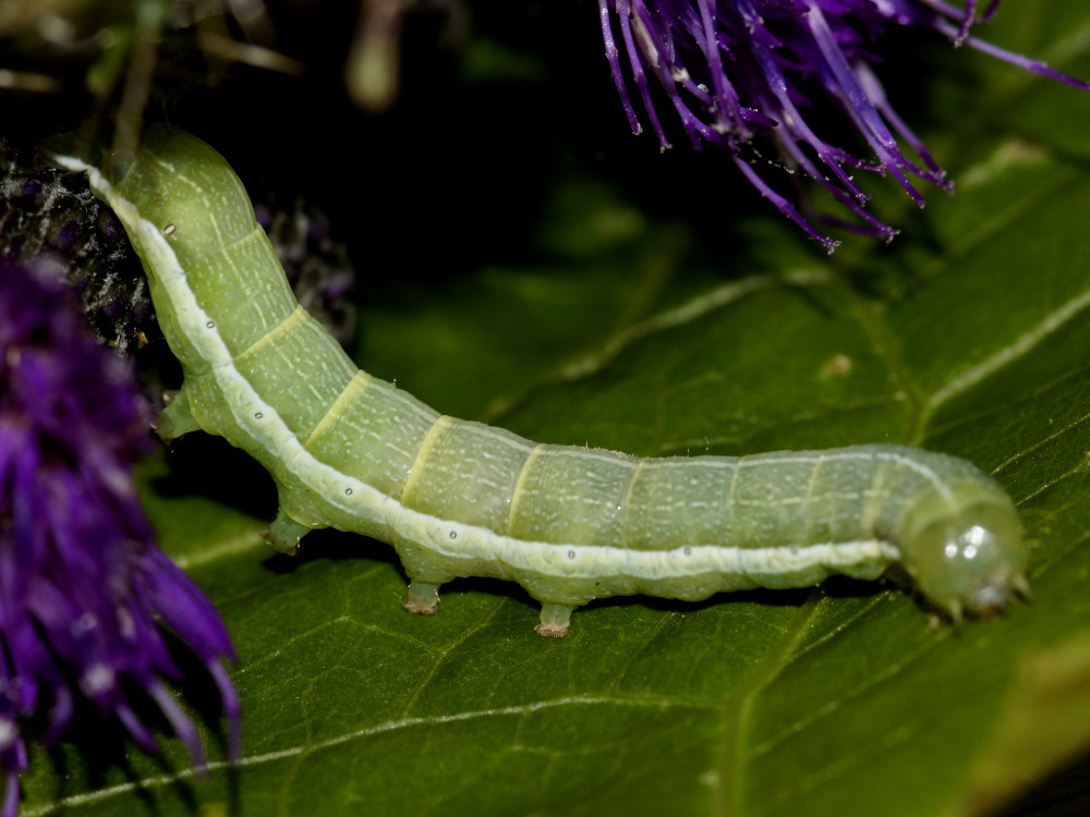 Bild Nr.09706 zum Vergrößern klicken Bild Nr.09706