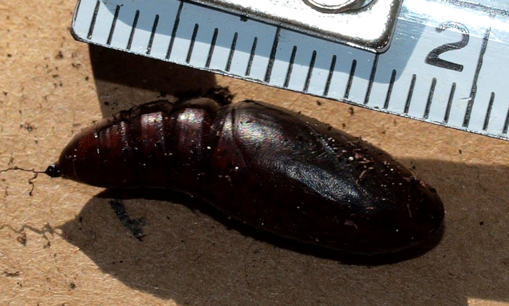 Bild Nr.09706 zum Vergrößern klicken Bild Nr.09706