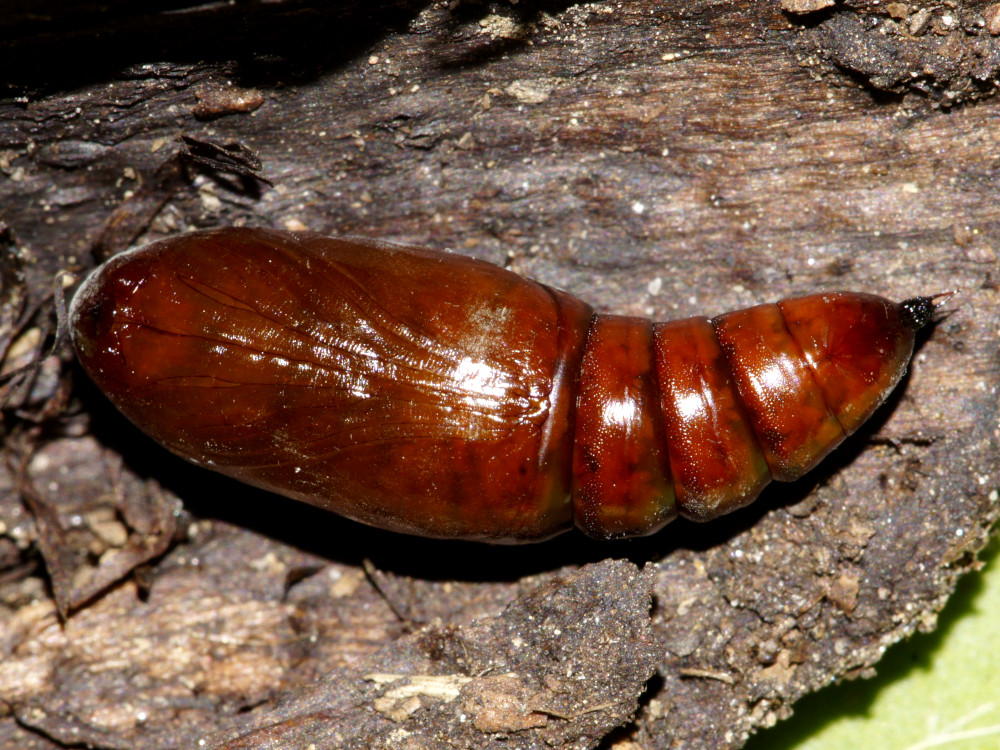 Bild Nr.09706 zum Vergrößern klicken Bild Nr.09706