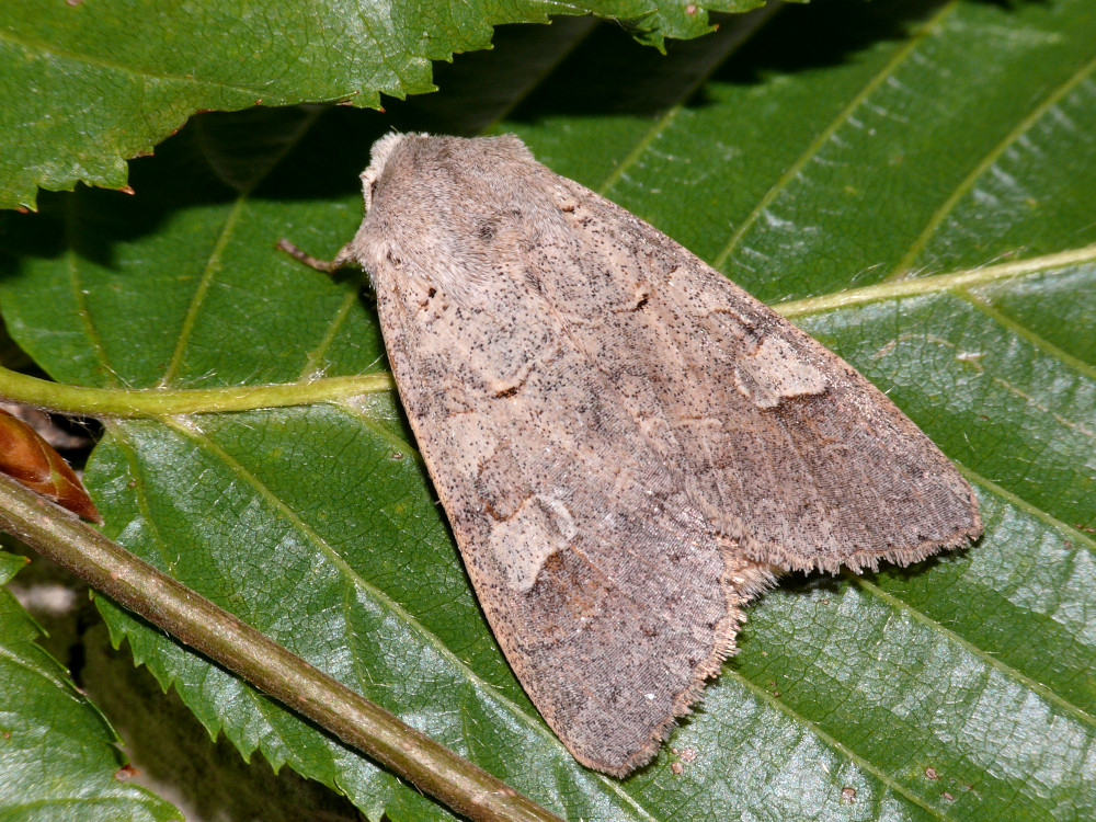 Bild Nr.09710 zum Vergrößern klicken Bild Nr.09710