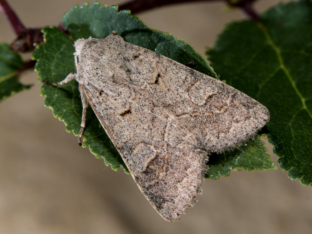 Bild Nr.09710 zum Vergrößern klicken Bild Nr.09710