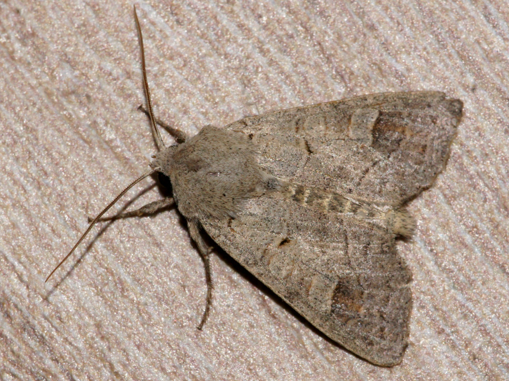 Bild Nr.09710 zum Vergrößern klicken Bild Nr.09710