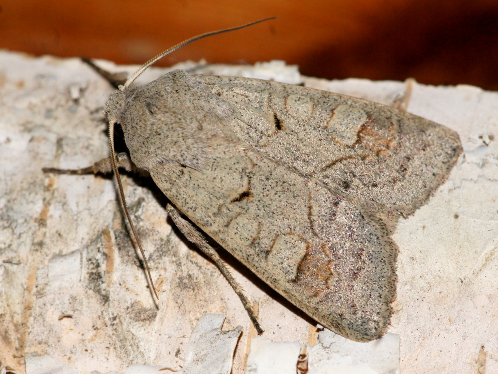 Bild Nr.09710 zum Vergrößern klicken Bild Nr.09710