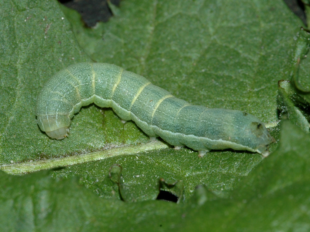 Bild Nr.09710 zum Vergrößern klicken Bild Nr.09710