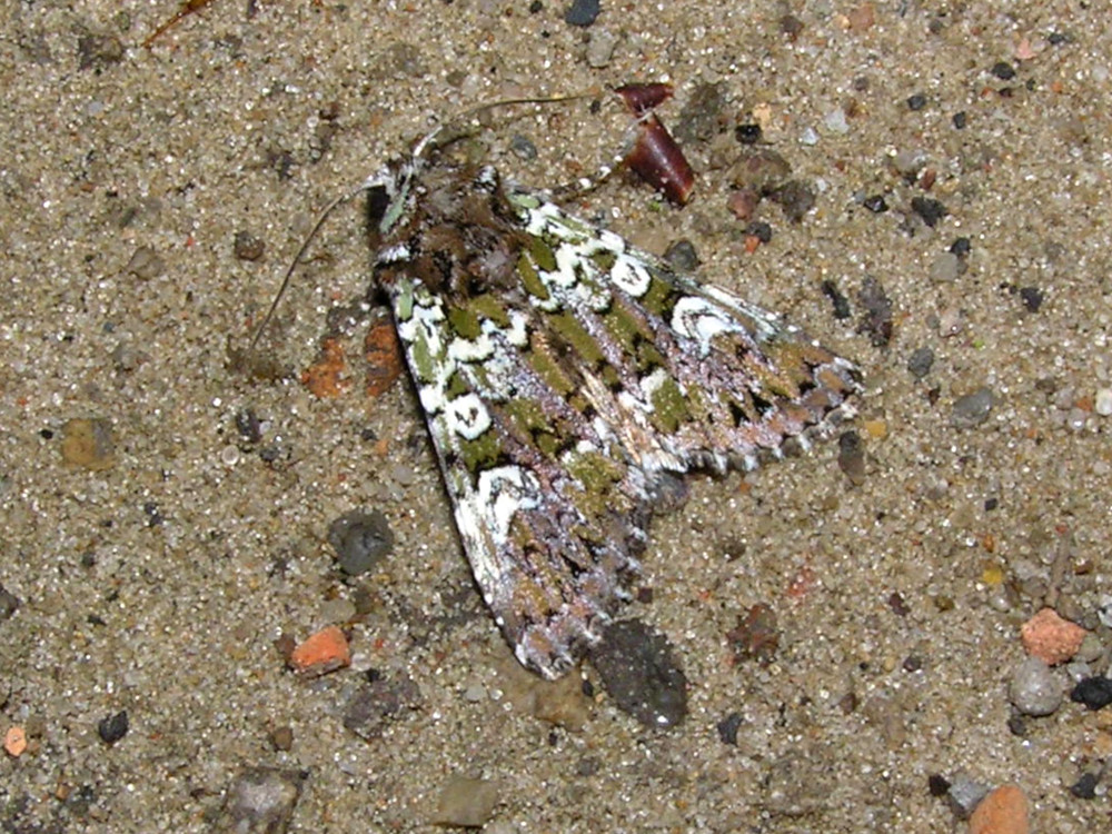 Bild Nr.09734 zum Vergrößern klicken Bild Nr.09734