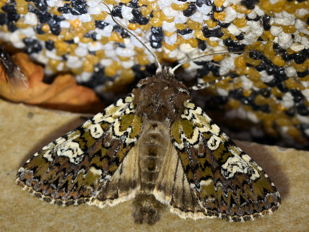 Bild Nr.09734 zum Vergrößern klicken Bild Nr.09734