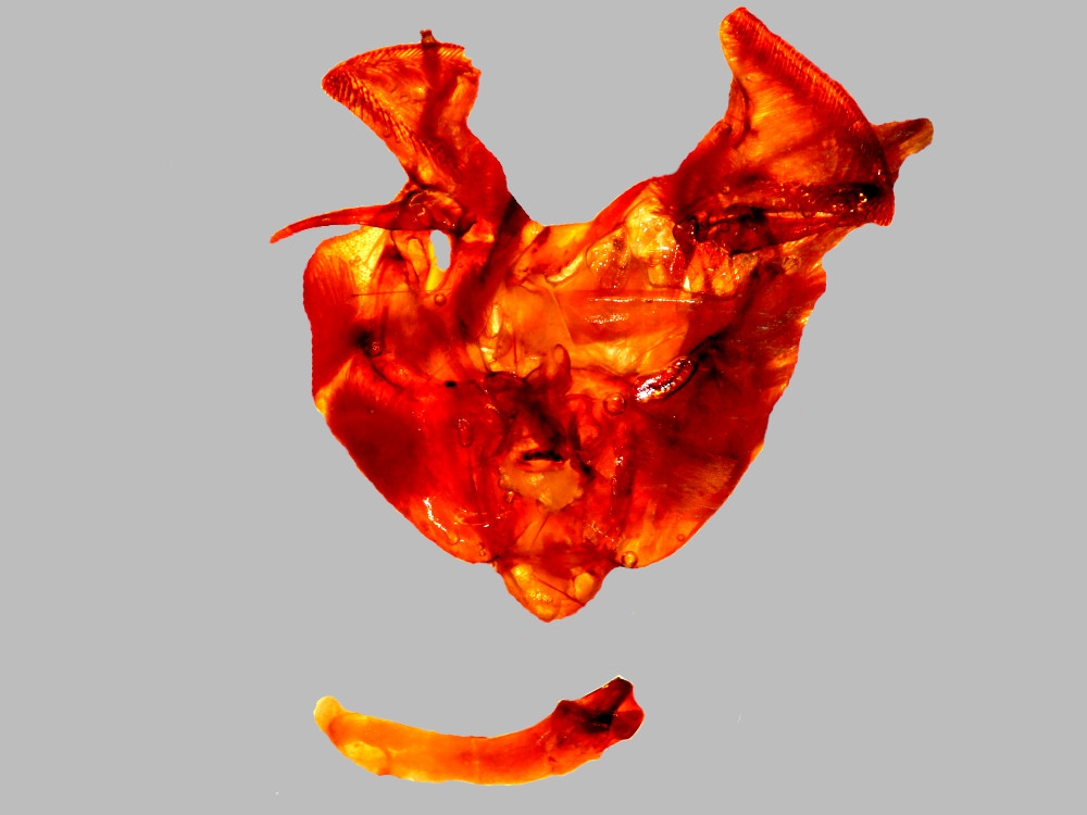 Bild Nr.09748 zum Vergrößern klicken Bild Nr.09748