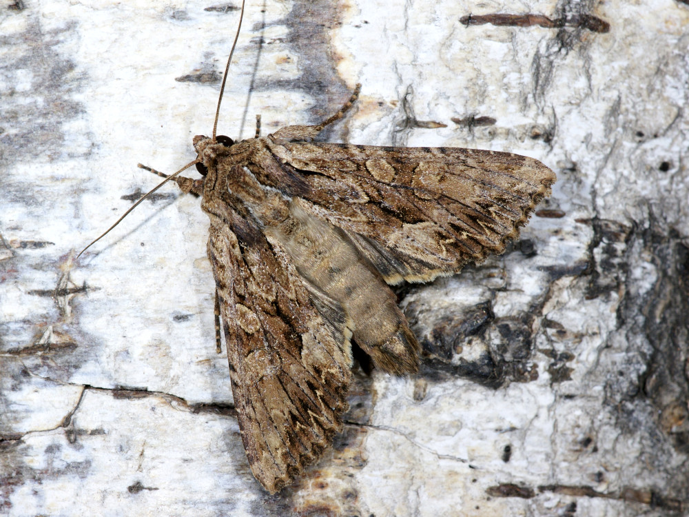 Bild Nr.09748 zum Vergrößern klicken Bild Nr.09748