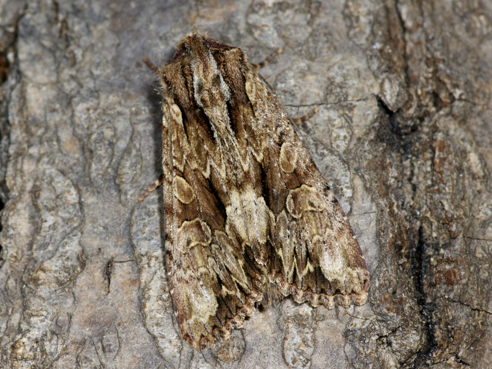 Bild Nr.09748 zum Vergrößern klicken Bild Nr.09748