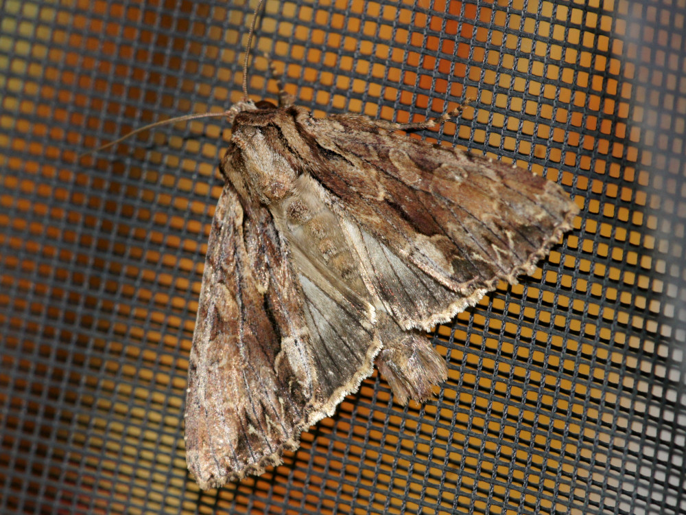 Bild Nr.09748 zum Vergrößern klicken Bild Nr.09748