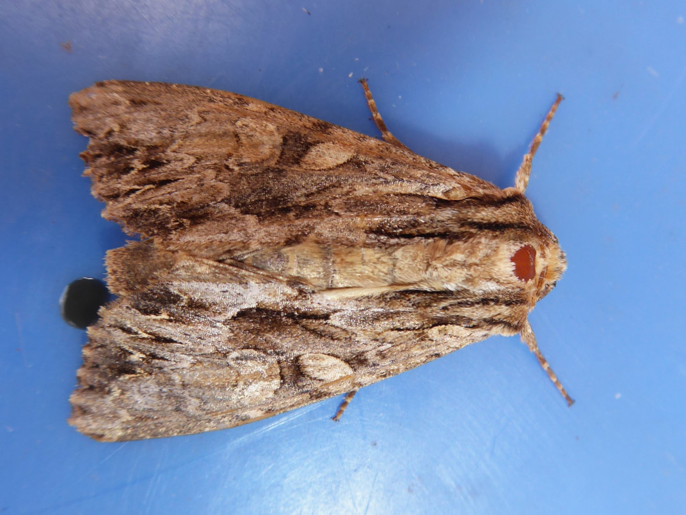 Bild Nr.09748 zum Vergrößern klicken Bild Nr.09748