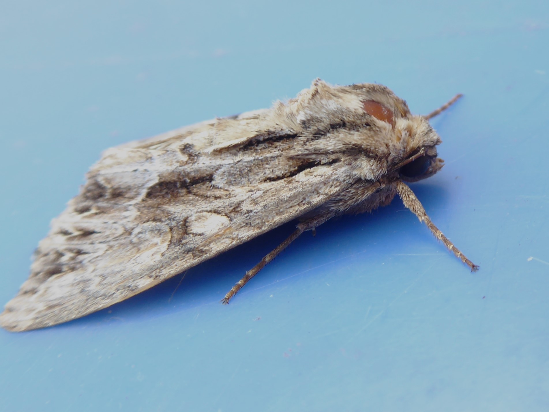 Bild Nr.09748 zum Vergrößern klicken Bild Nr.09748