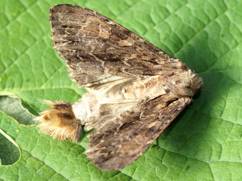 Bild Nr.09748 zum Vergrößern klicken Bild Nr.09748